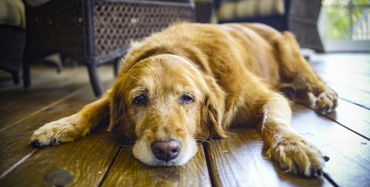 Hund liegt erschöpft auf einem Dielenfussboden