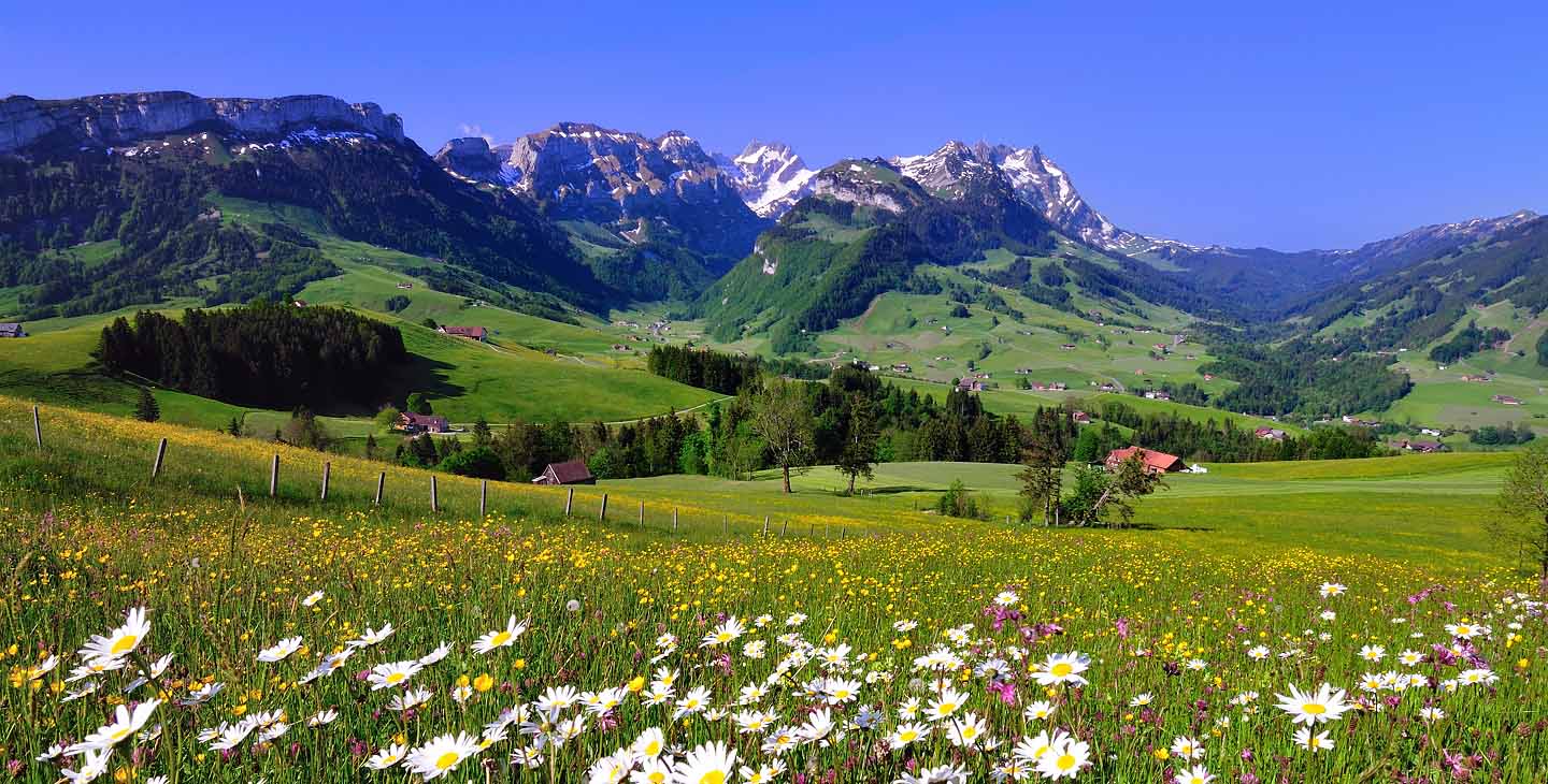 Lanschaftsbild mit Blumenwiese und schneebedeckten Bergen