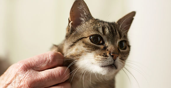 kleine Katze wird gestreichelt