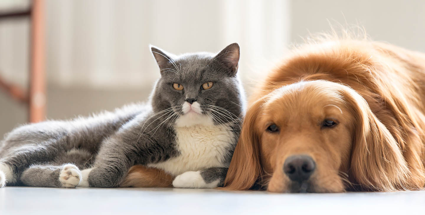 Hund und Katze liegen nebeneinander