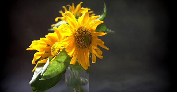Sonnenblume