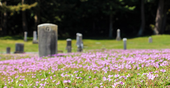 Rosa Wildblumen auf dem alten Friedhof mit Wald im Hintergrund