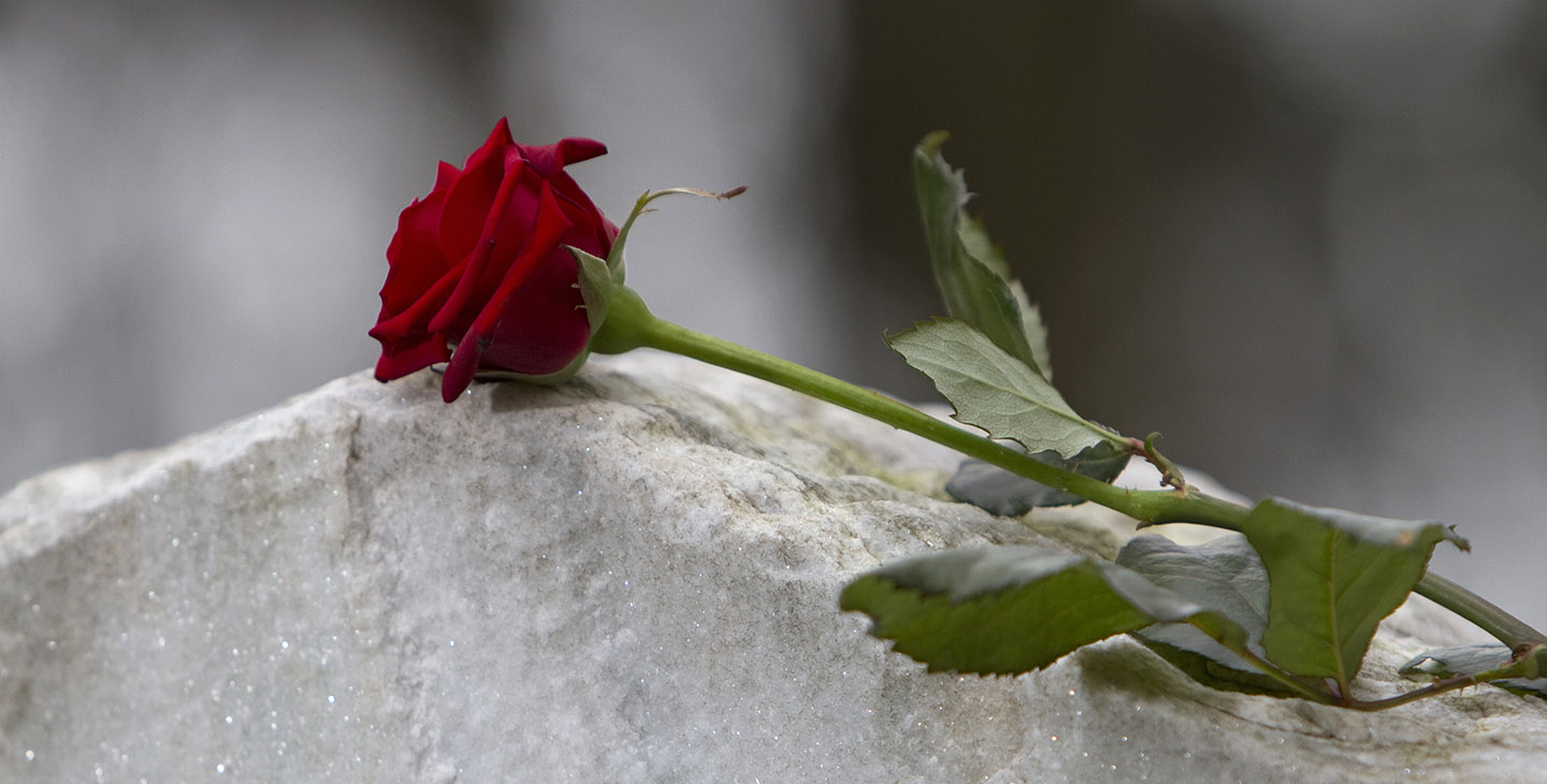 Rose auf einem Grab