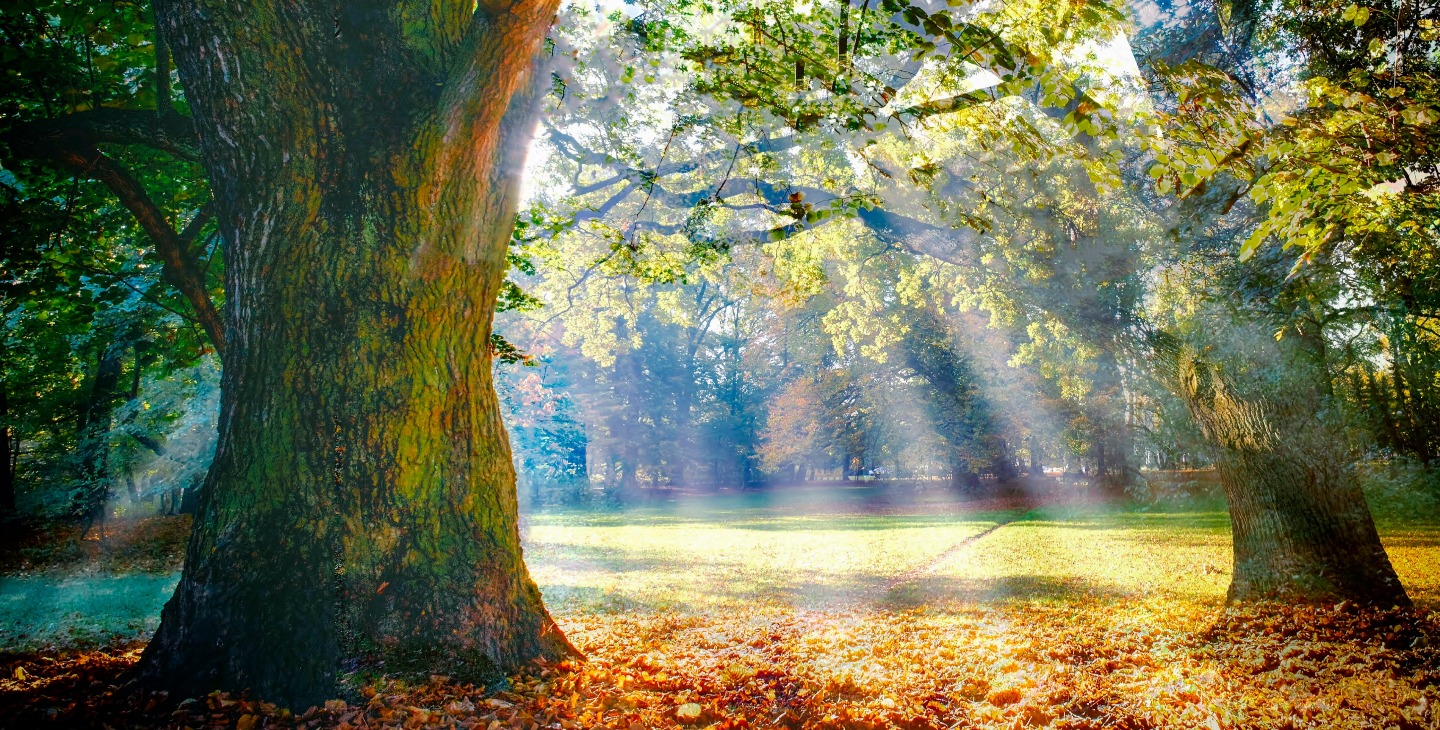 Bäume im Park mit Sonneneinstrahlung