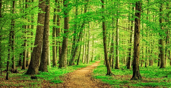 grüner Wald mit einem Waldweg hindurch