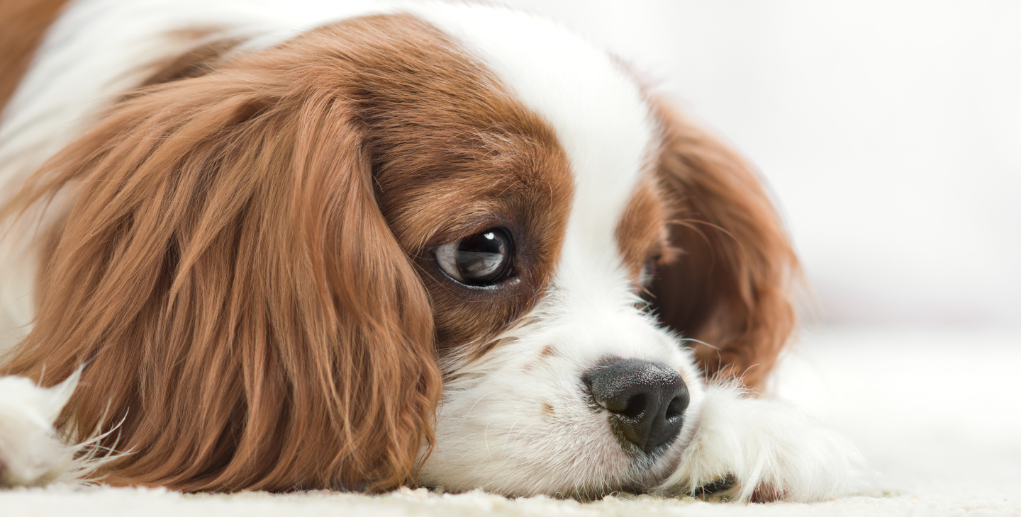 Bild von einem Cavalier King Charles Spaniel der traurig guckt