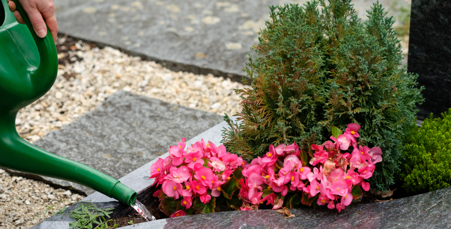 Weibliche Hand gießt Blumen auf einem Grab