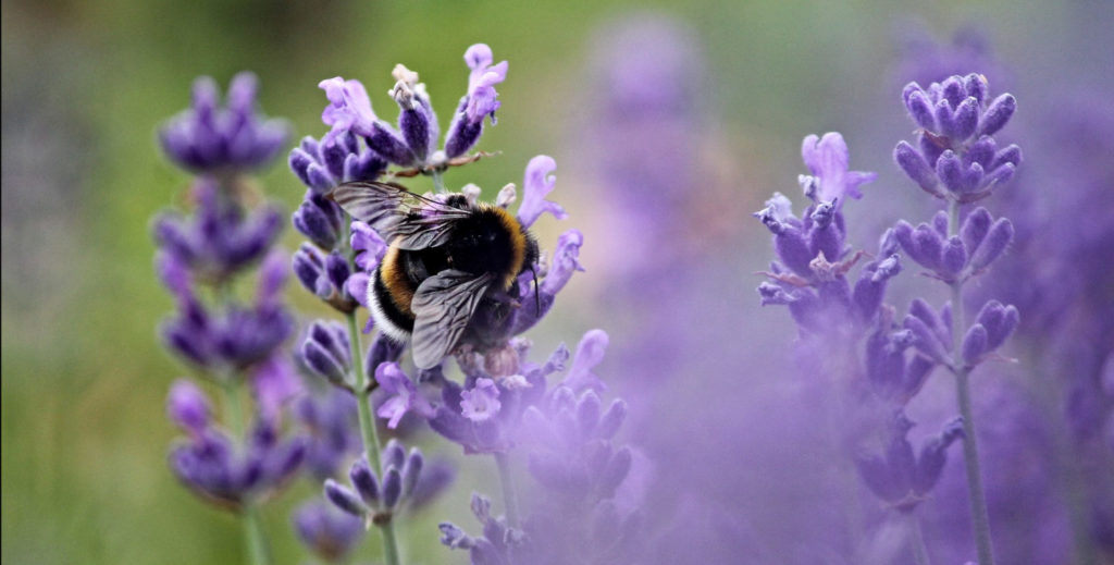 Hummel sitzt in einer Blüte