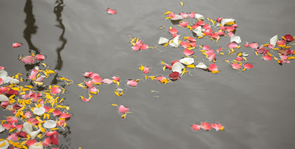 Blumenblätter auf dem Wasser