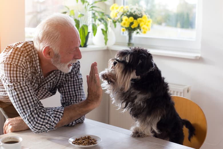 Herrchen und Hund machen High Five