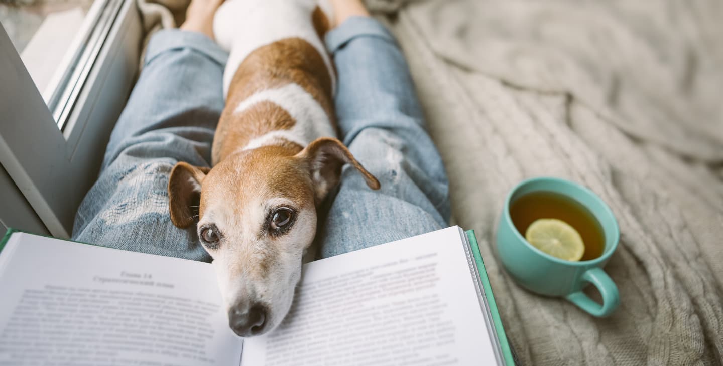 Hund kuschelt mit Besitzerin die ein Buch liest und Tee mit Zitrone trinkt