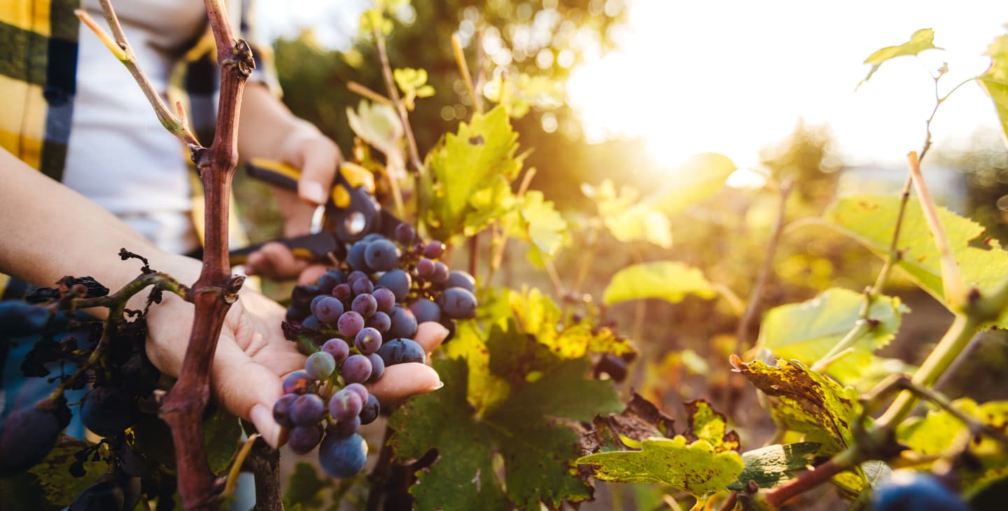 Weinrebe im Weinberg