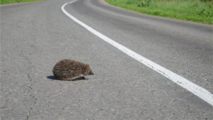 Igel überquert Straße