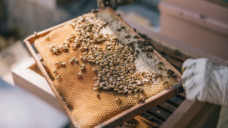 Bienen auf Bienenwabe