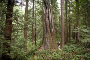Frau steht in einem Wald vor einem uralten riesigen Baum mit dicken Stamm und blickt ehrfürchtig nach oben